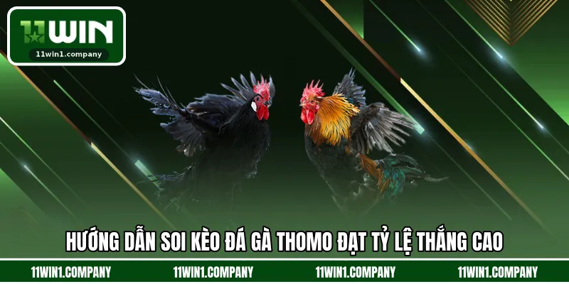 Hướng dẫn soi kèo đá gà thomo đạt tỷ lệ thắng cao