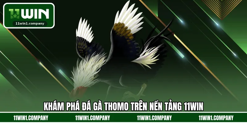 Khám phá đá gà thomo trên nền tảng 11WIN