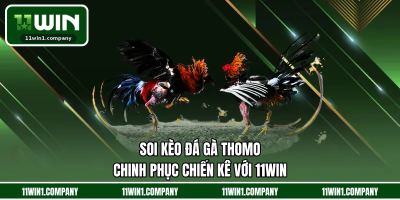 Soi Kèo Đá Gà Thomo